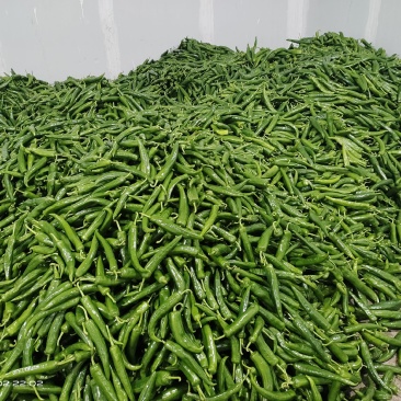 牛角椒大量上市中，基地直销