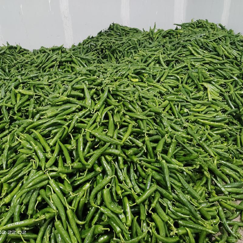 牛角椒大量上市中，基地直销