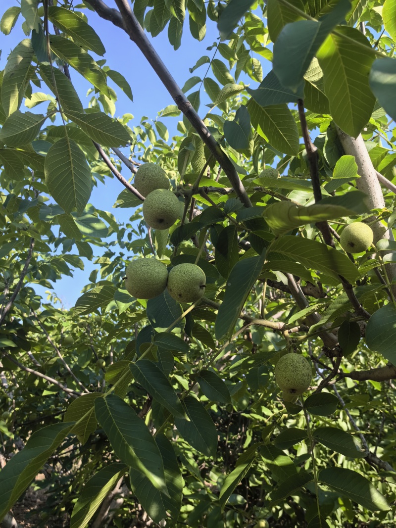 河北省石家庄市赞皇县青皮核桃以大量上市有需要的老板和我联