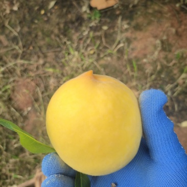 春雨二号黄桃大量出售***********