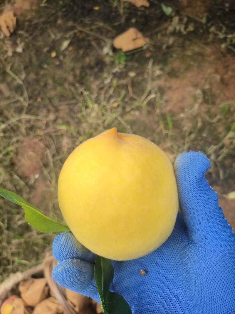 春雨二号黄桃大量出售***********