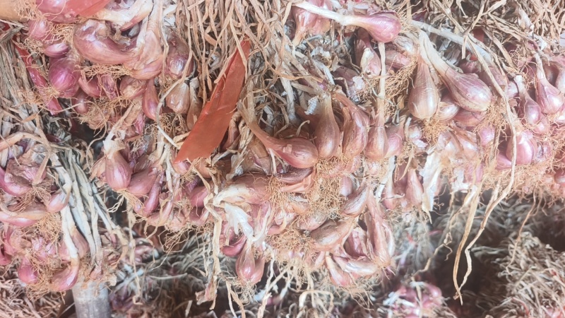 云南各种食品葱头，种植本地红葱头，铁杆红葱头