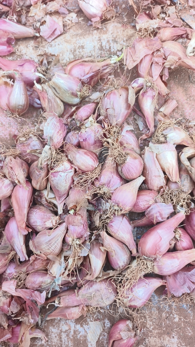 云南各种食品葱头，种植本地红葱头，铁杆红葱头