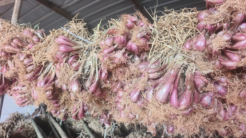 云南各种食品葱头，种植本地红葱头，铁杆红葱头