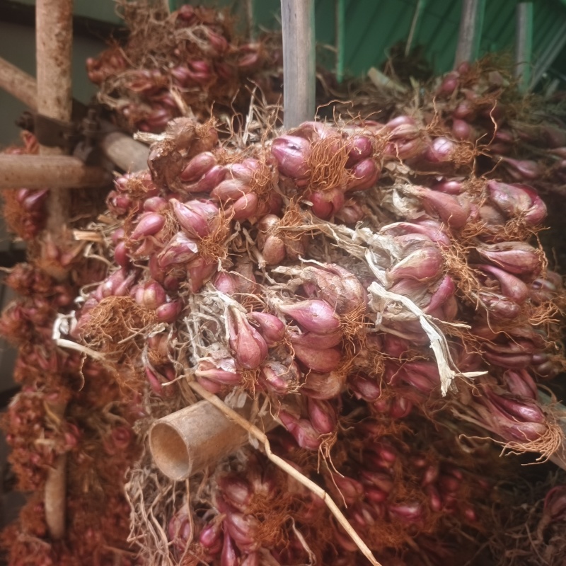 云南各种食品葱头，种植本地红葱头，铁杆红葱头
