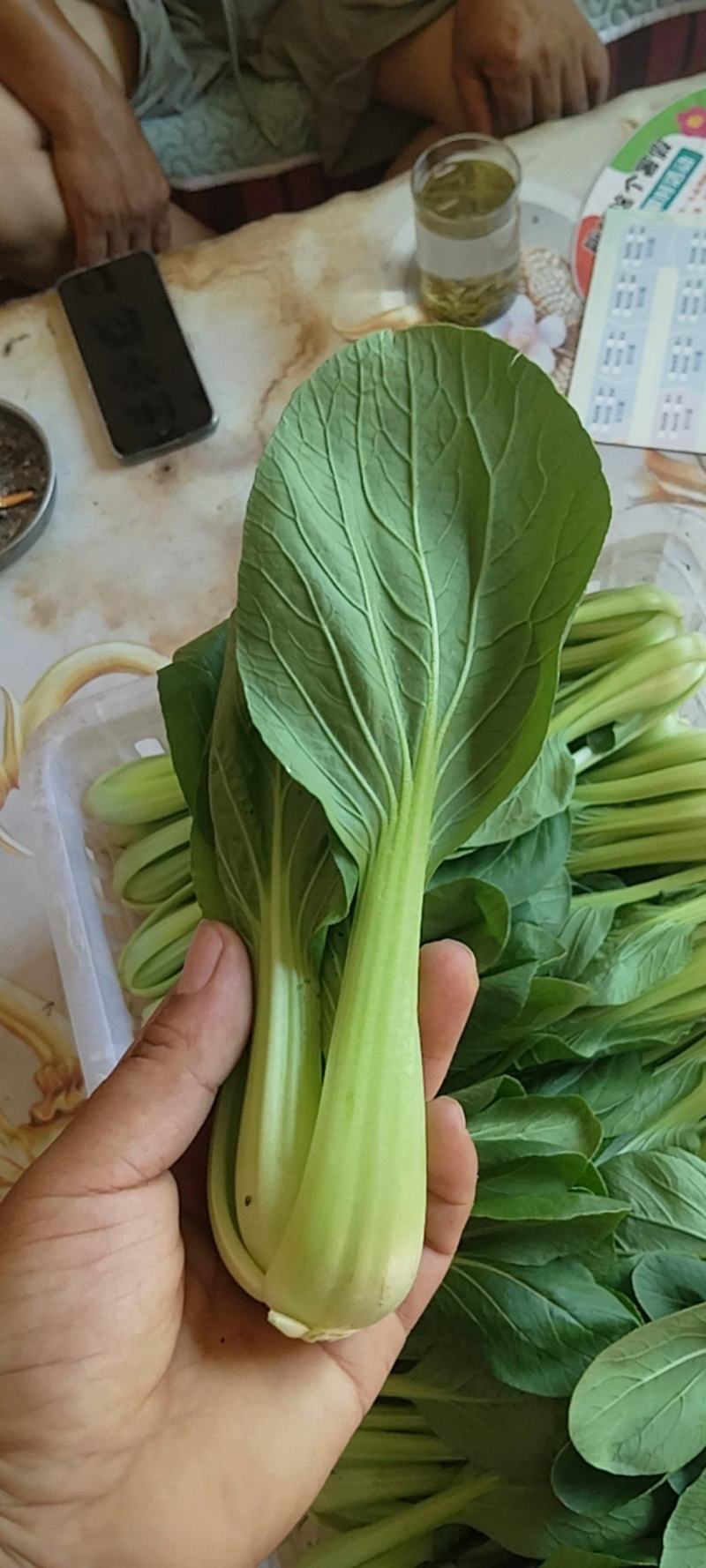 大田上海青