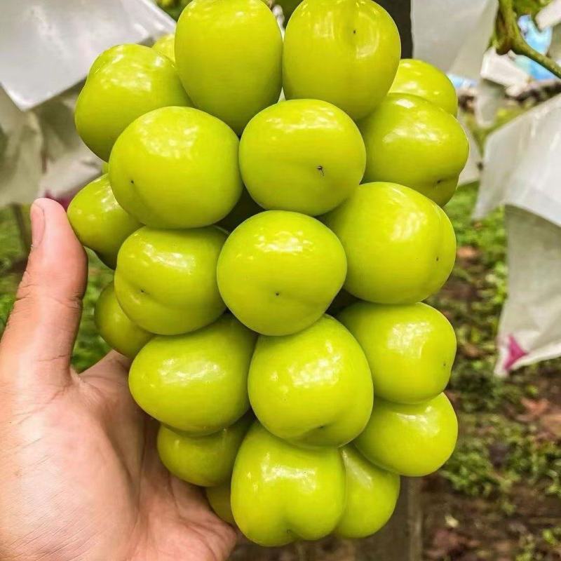 【实力推荐】阳光玫瑰葡萄，大量鲜果开采接外贸，各大商超！