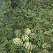 精彩5号麒麟西瓜，价格面议