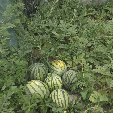 精彩5号麒麟西瓜，价格面议