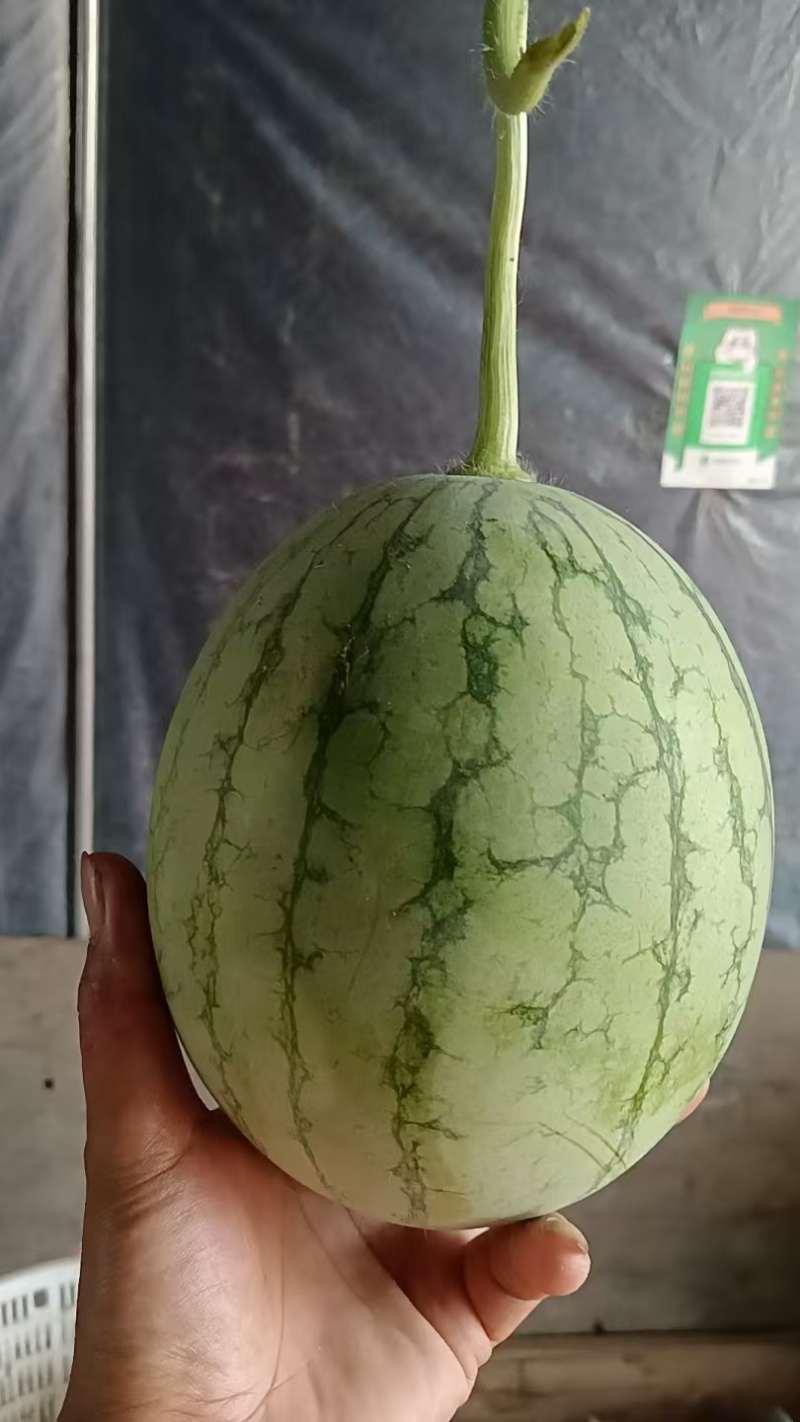 口口脆西瓜散装/纸箱装全国发货欢迎咨询