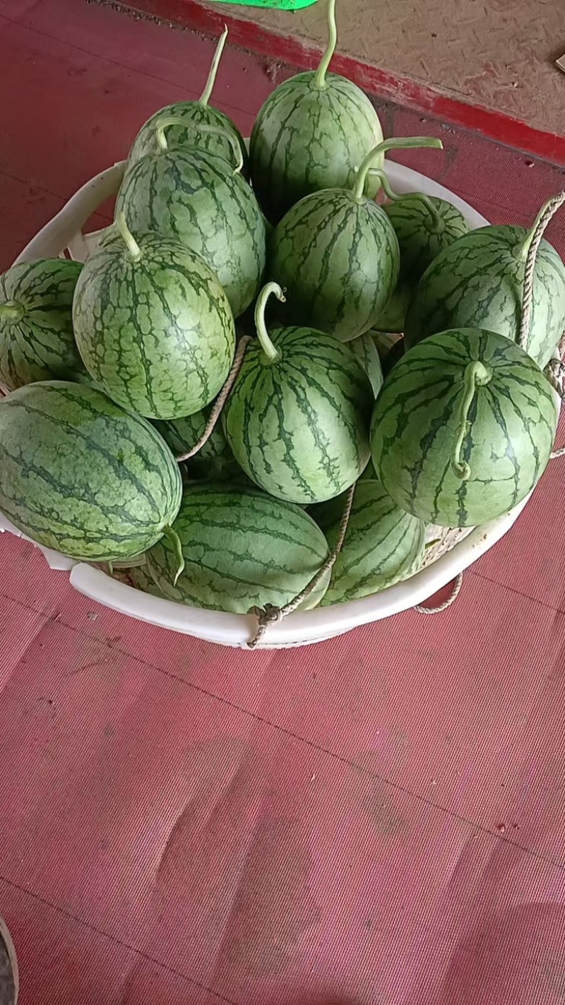 口口脆西瓜散装/纸箱装全国发货欢迎咨询