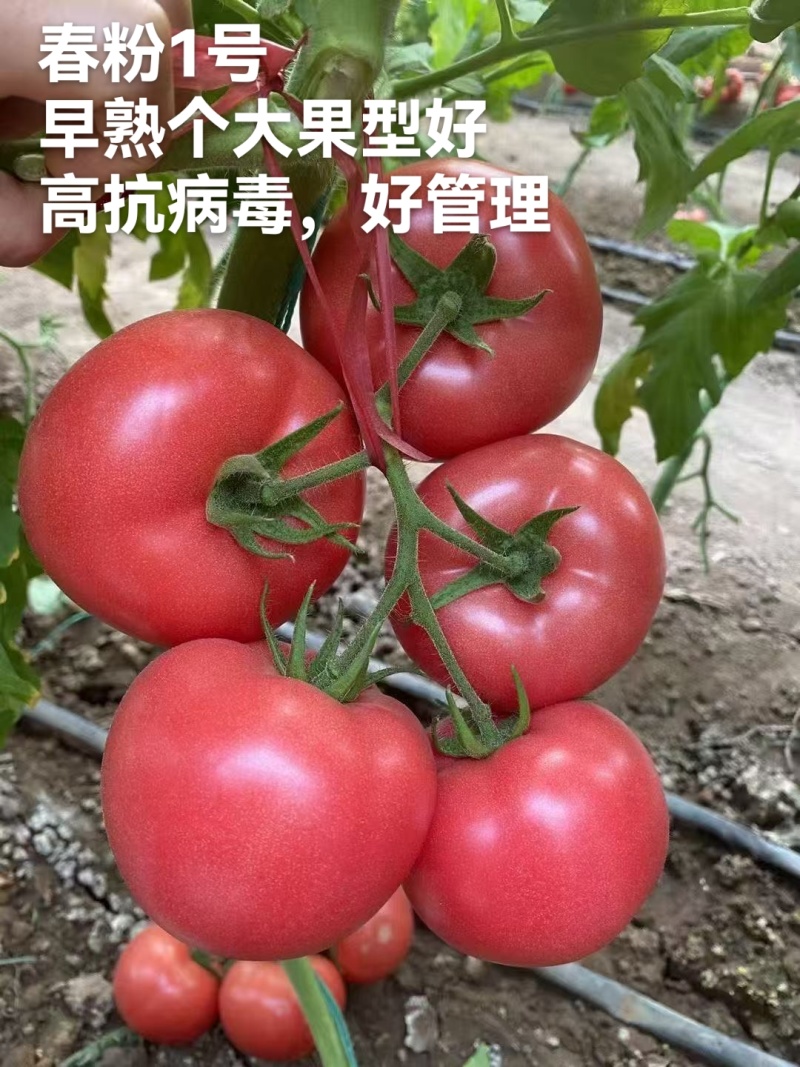 金瑞2号耐热早熟大果硬粉西红柿苗耐裂高产，抗病毒抗灰叶斑
