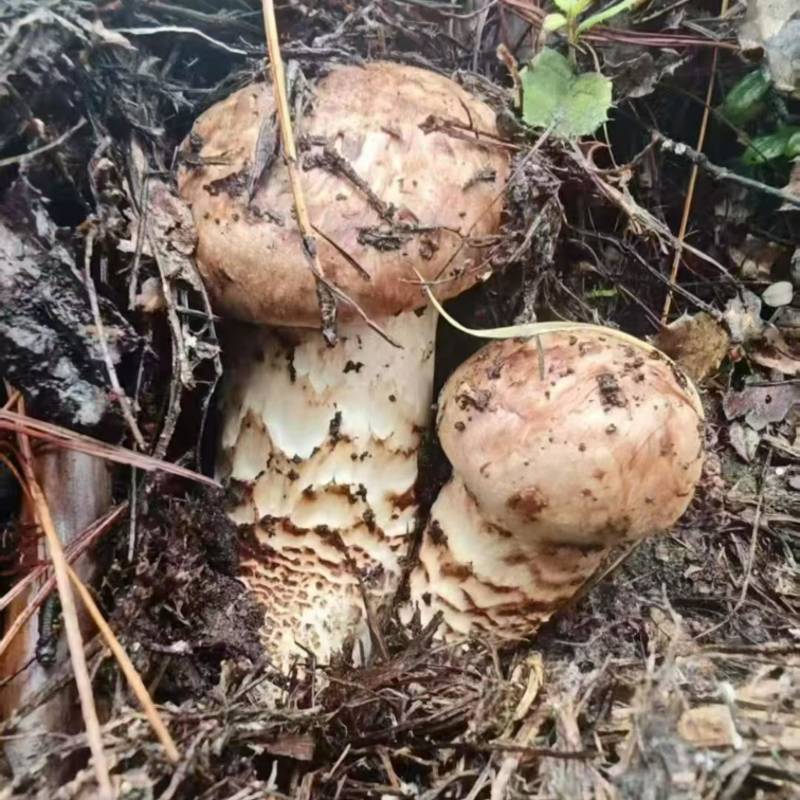 香格里拉鲜松茸