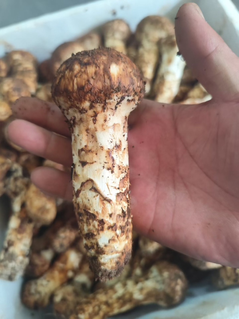 香格里拉鲜松茸