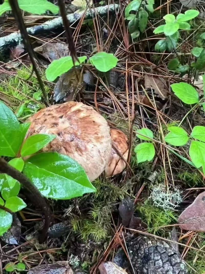 香格里拉鲜松茸