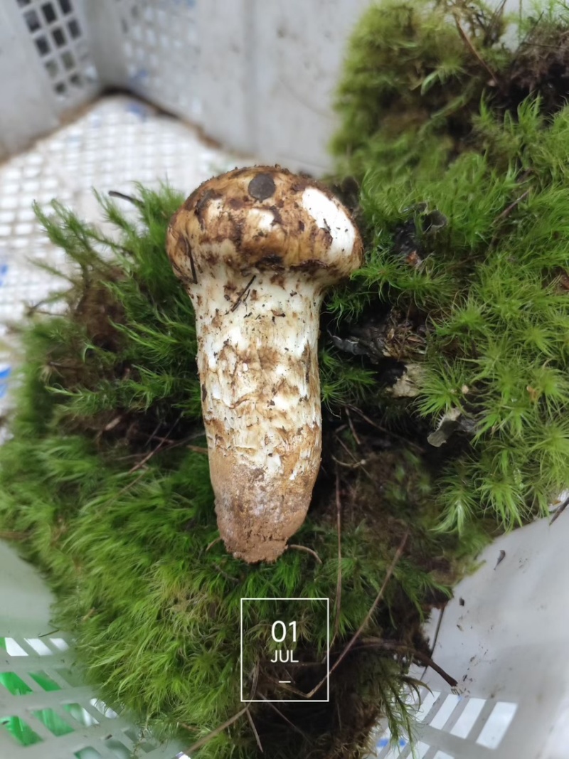 香格里拉鲜松茸