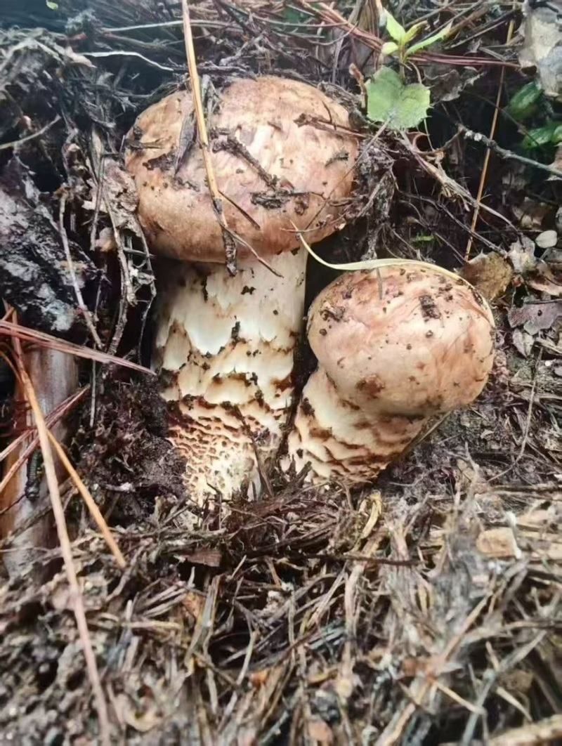 香格里拉鲜松茸
