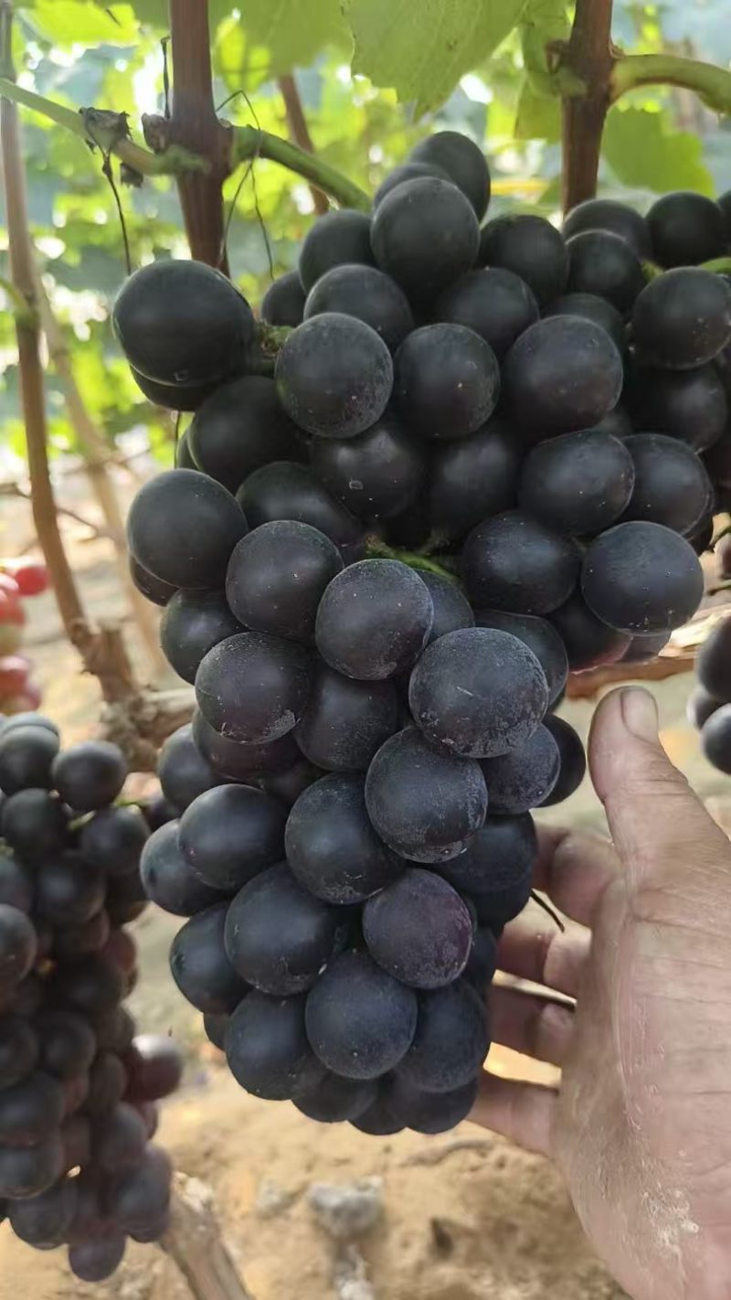夏黑葡萄商量上市