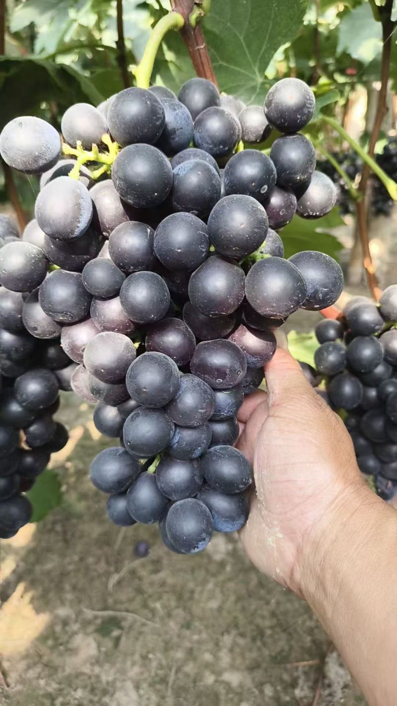 夏黑葡萄商量上市