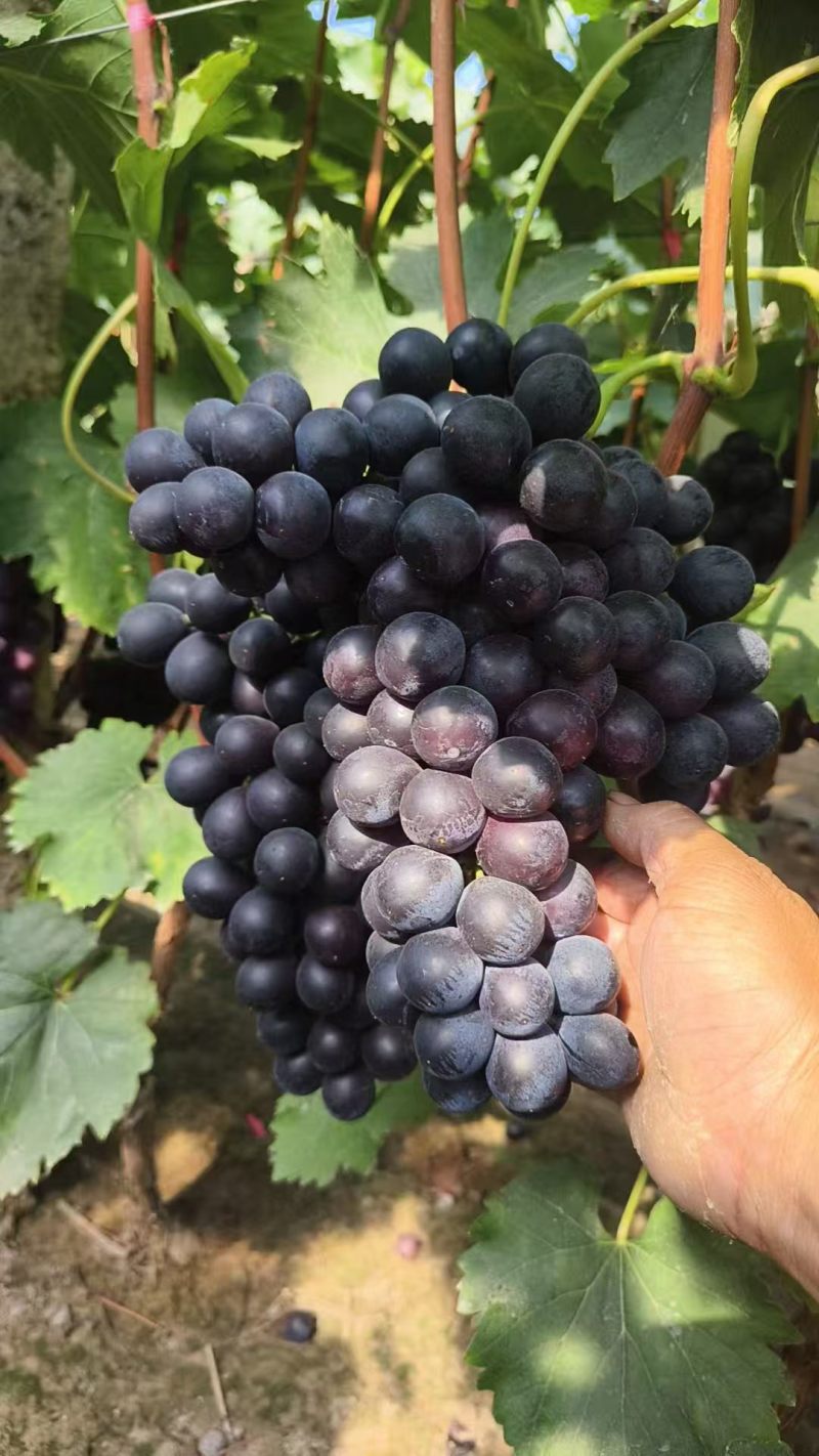 夏黑葡萄商量上市