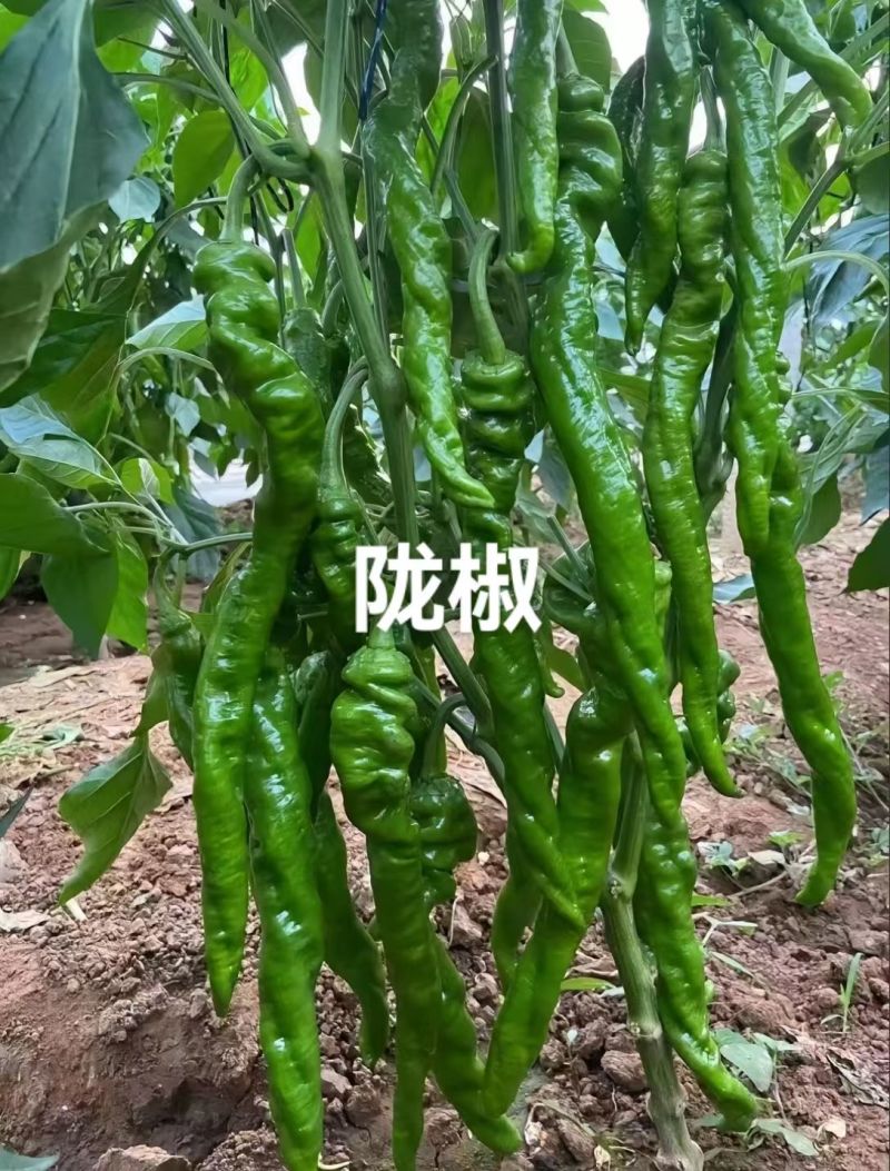 大果螺丝椒苗熟性早产量高抗病强各种辣椒苗苗厂直发