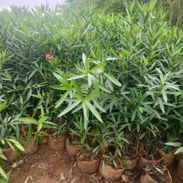 夹竹桃