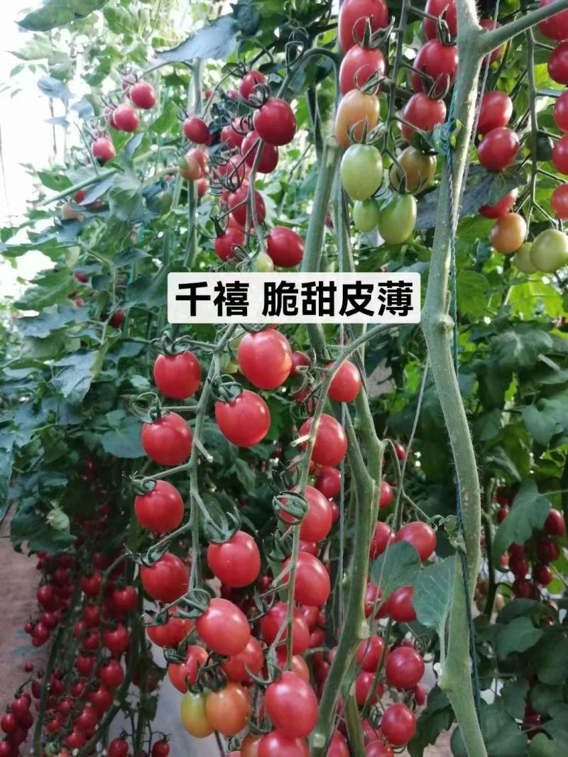 各种口感圣女果苗红黄绿糖度高，口感好产量高大量有苗