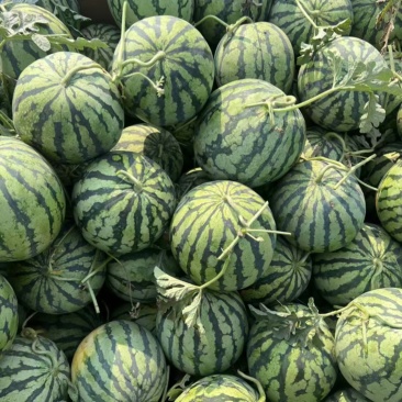 河南开封美都西瓜,瓜熟保甜,价格优惠,量大从优欢迎采