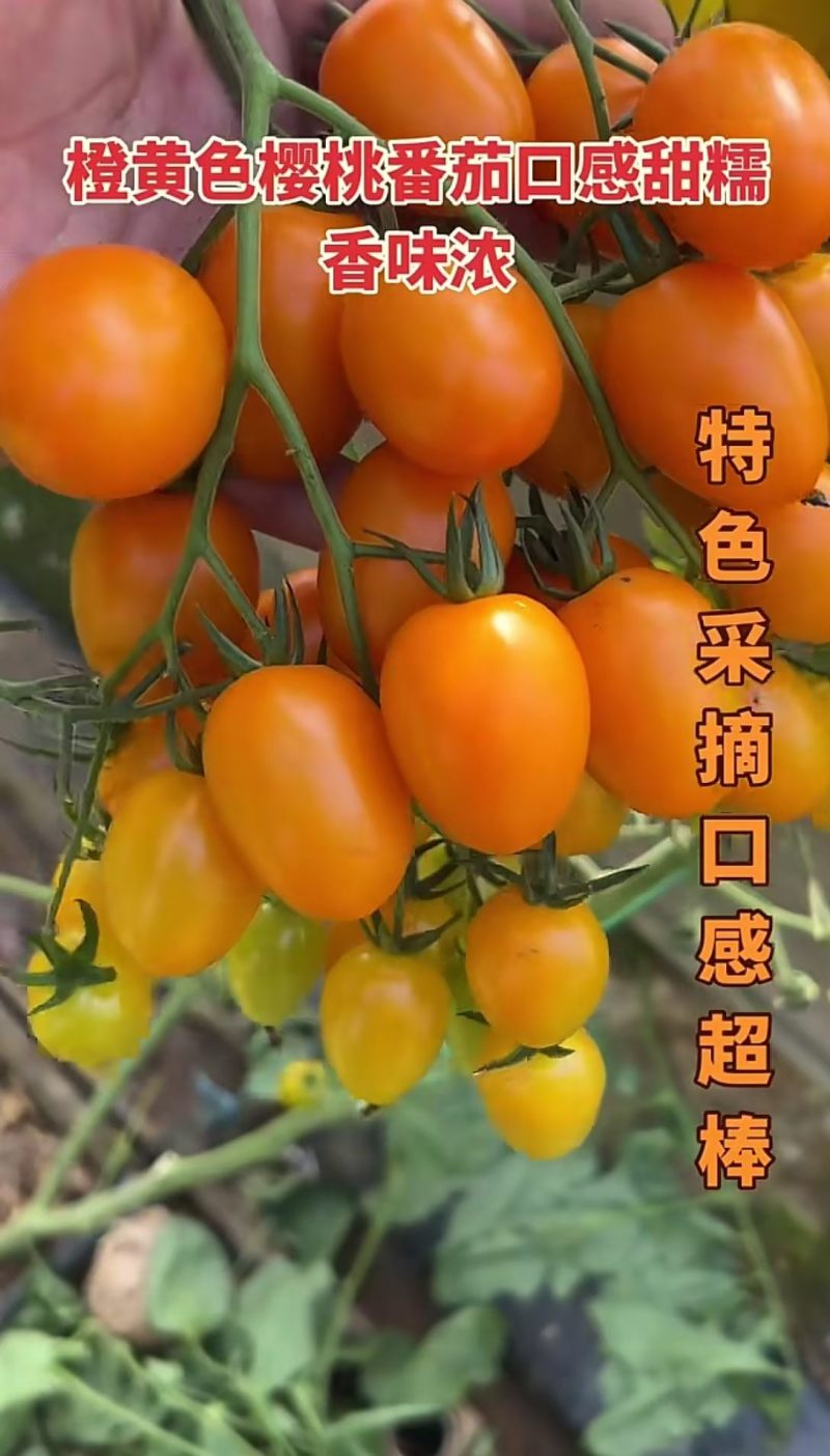 各种口感圣女果苗红黄绿糖度高，口感好产量高大量有苗