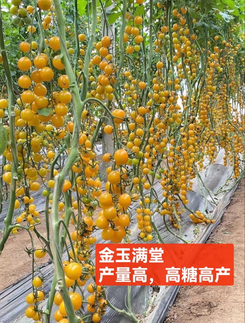 各种口感圣女果苗红黄绿糖度高，口感好产量高大量有苗