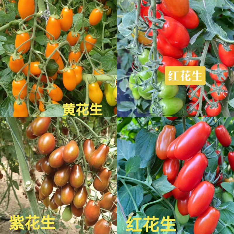 各种口感圣女果苗红黄绿糖度高，口感好产量高大量有苗