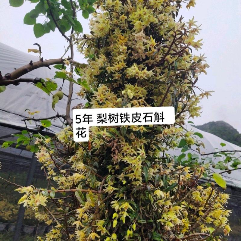 乐清露天梨树铁皮石斛鲜条、石斛苗、石斛鲜花