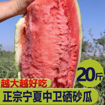 《实力商家》推荐宁夏硒砂瓜大量上市价格美丽量大从优