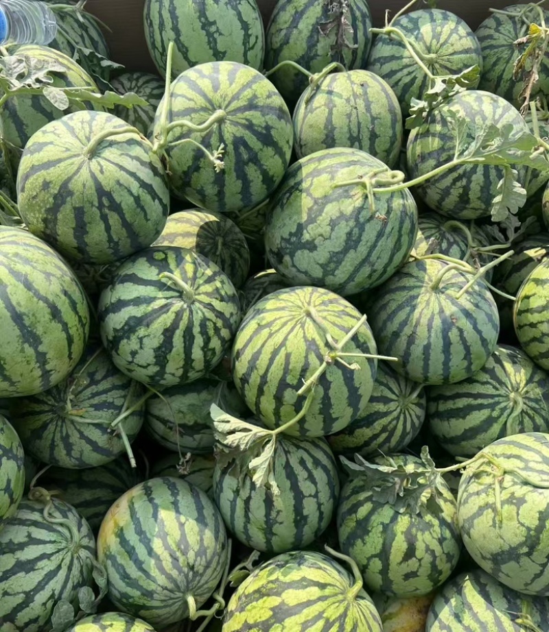 河南周口美都西瓜、自产自销，全国可发货、致电