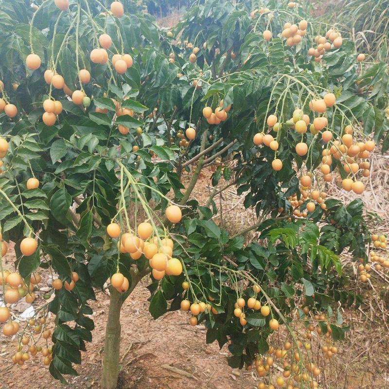 黄皮