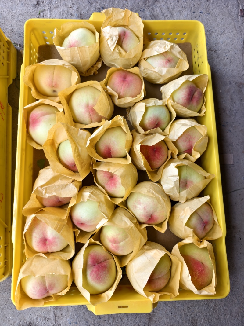 白凤桃
