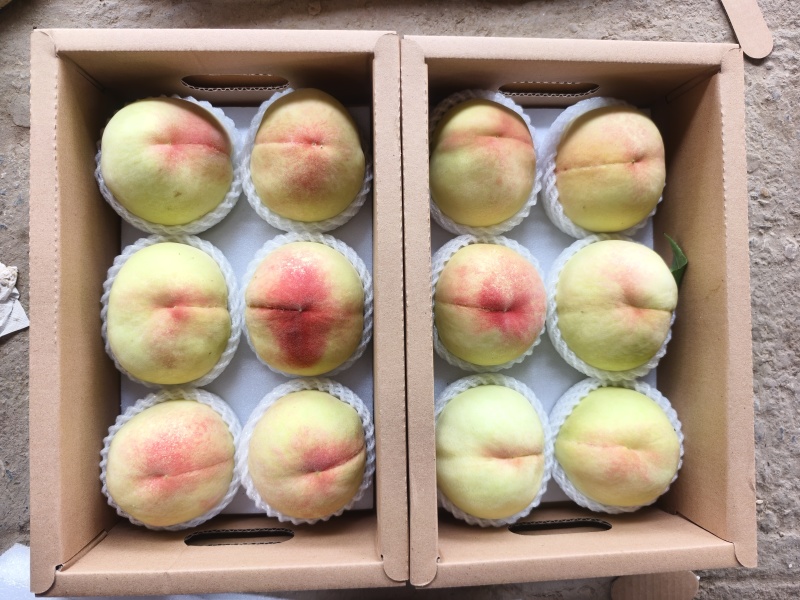 白凤桃