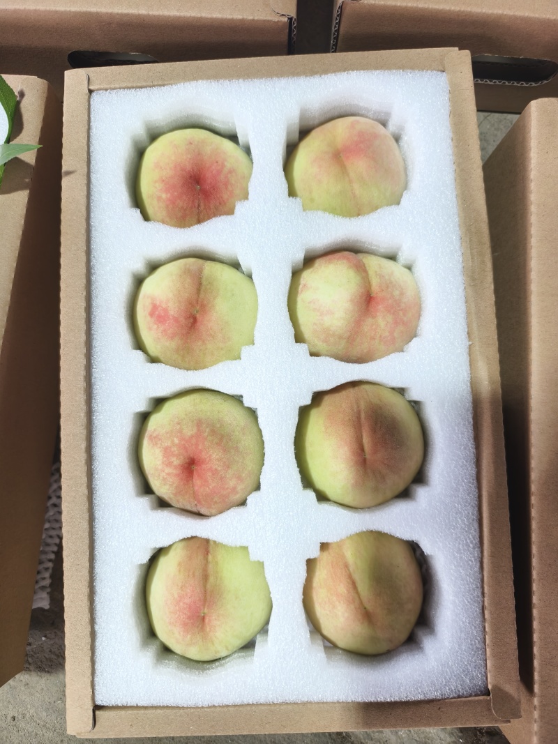 白凤桃