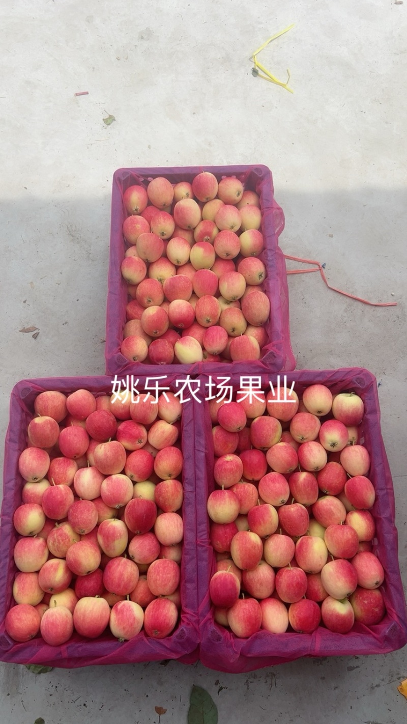 K9果大量上市中品质非常好，个头大，颜色漂亮