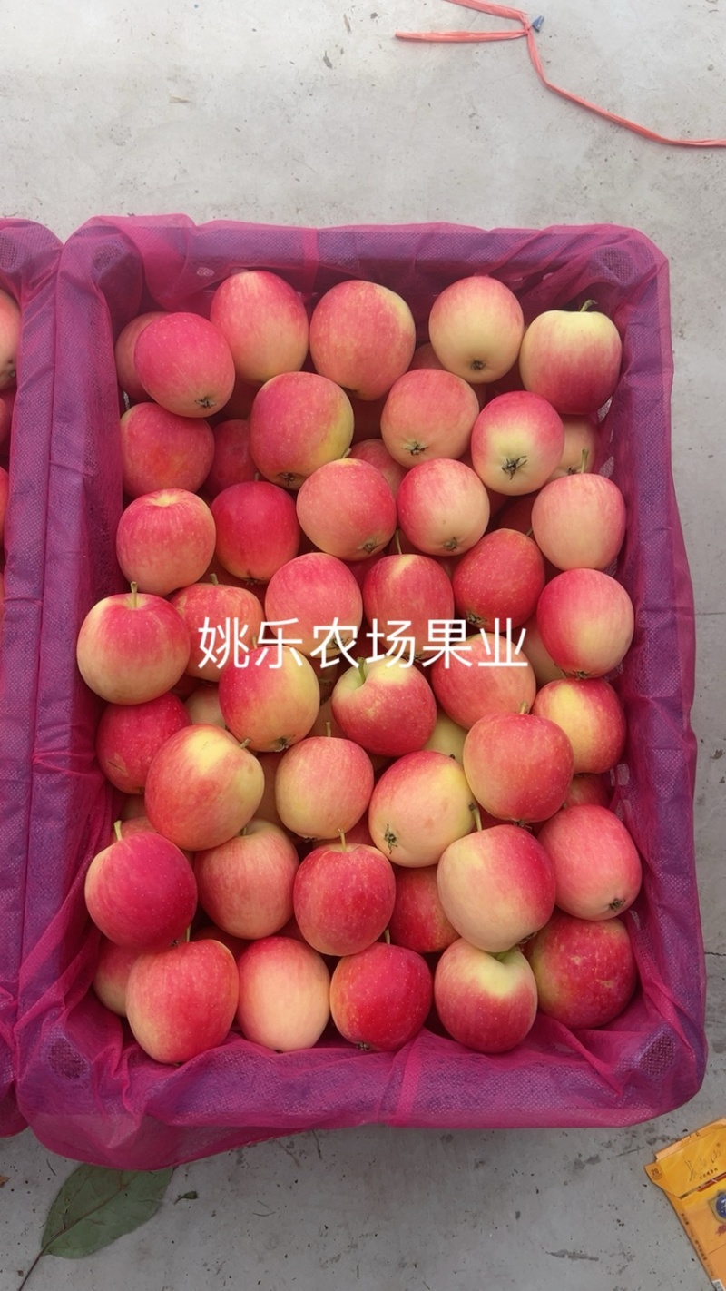 K9果大量上市中品质非常好，个头大，颜色漂亮