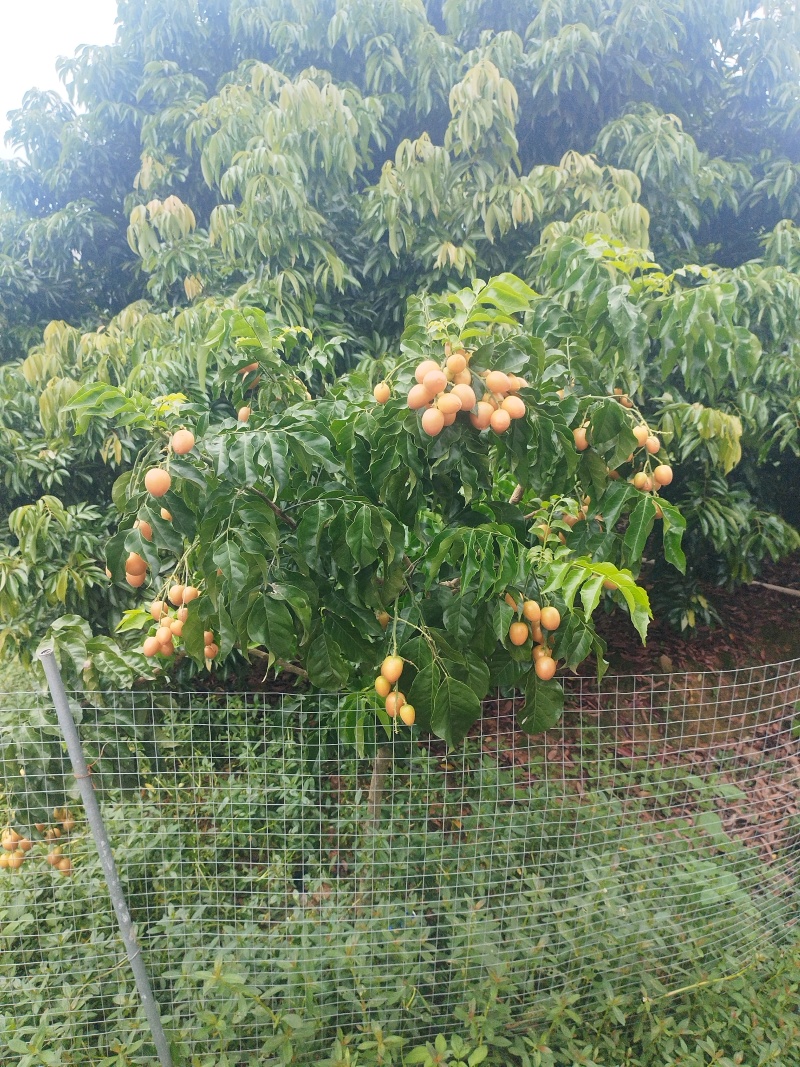 黄皮