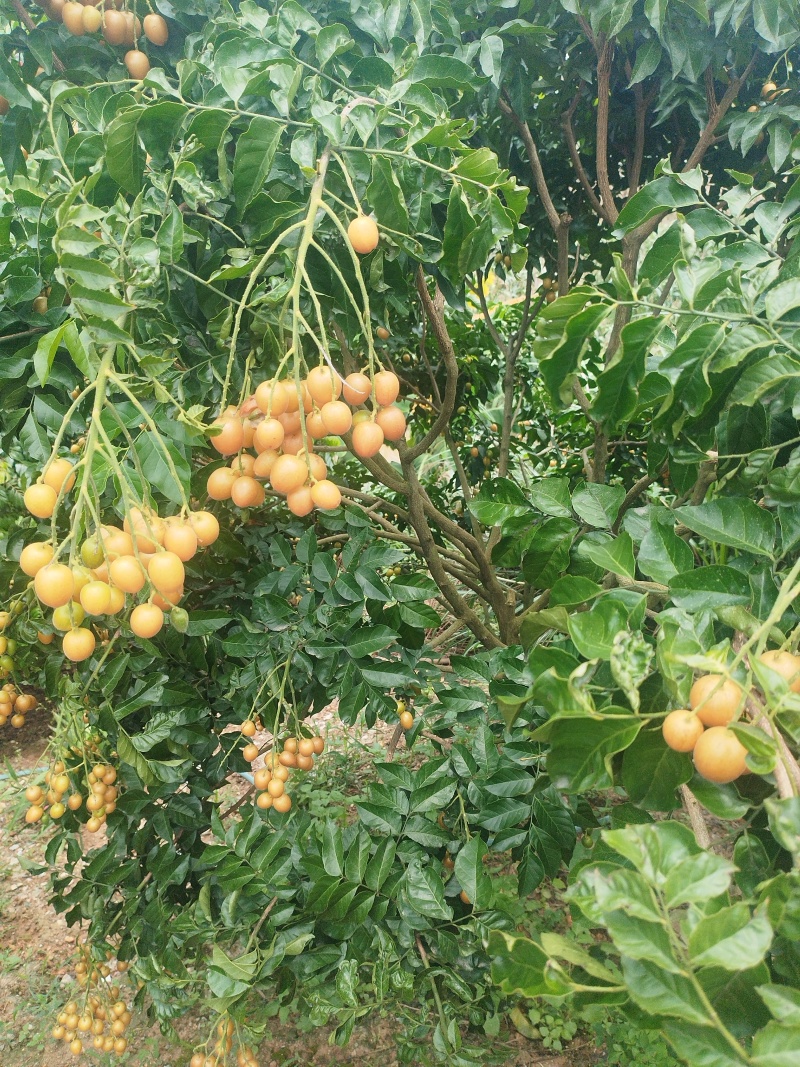 黄皮