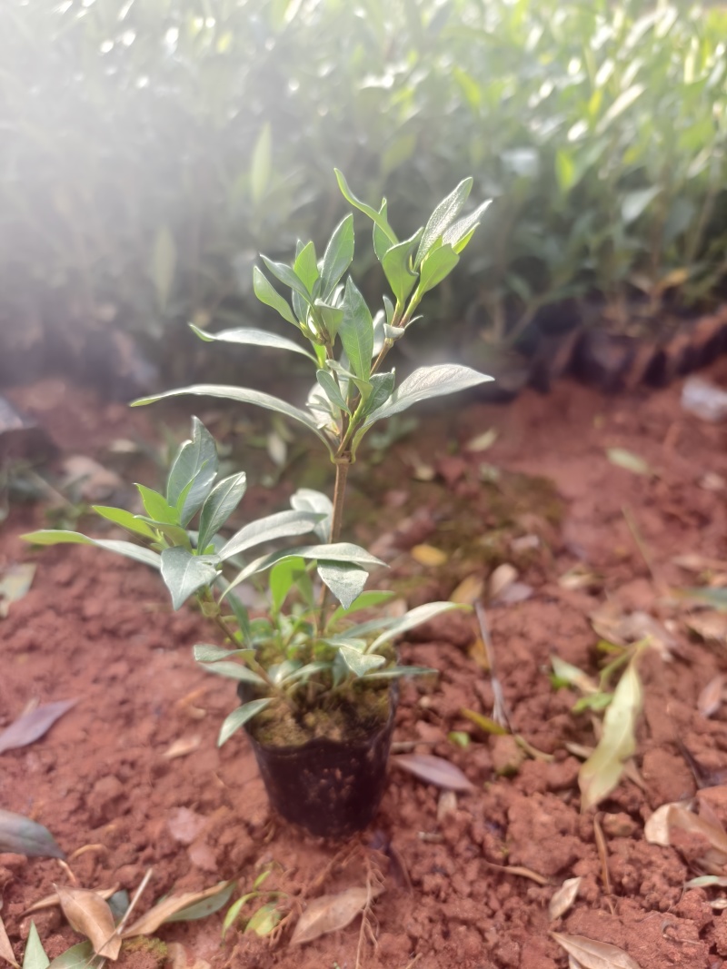 小叶栀子花