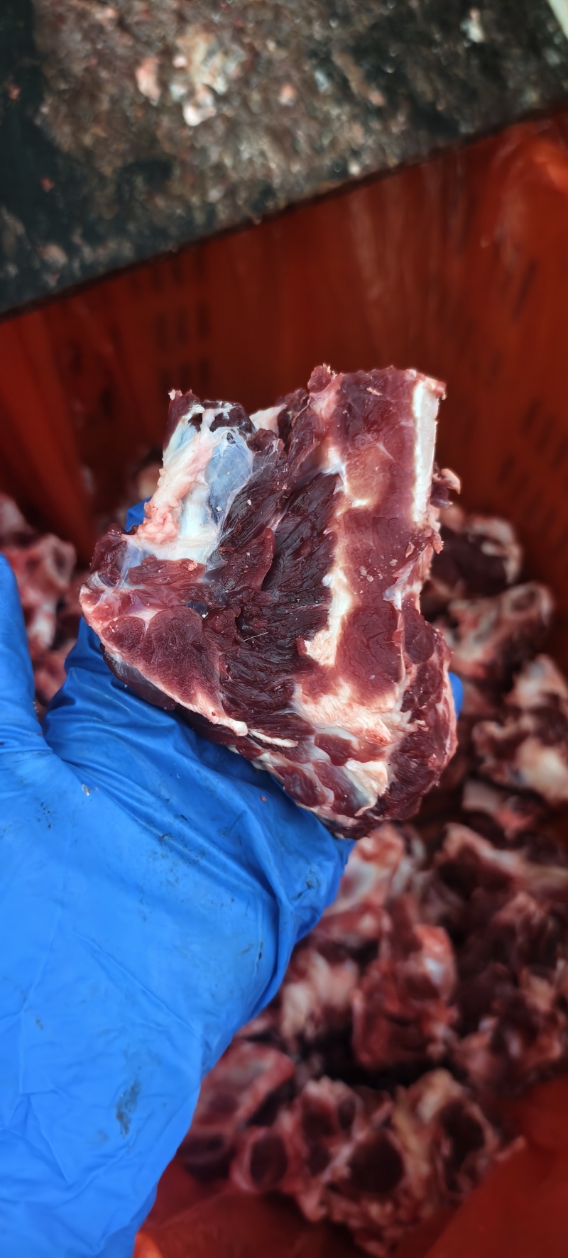 加肉肋条头，公牛，国产好货源。