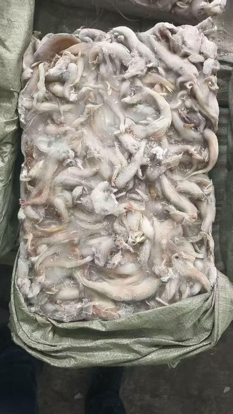 海杂鱼