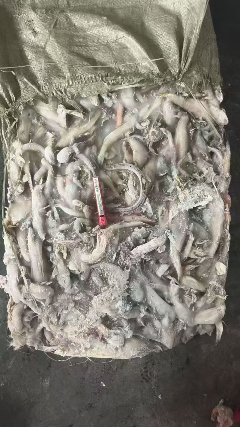 海杂鱼