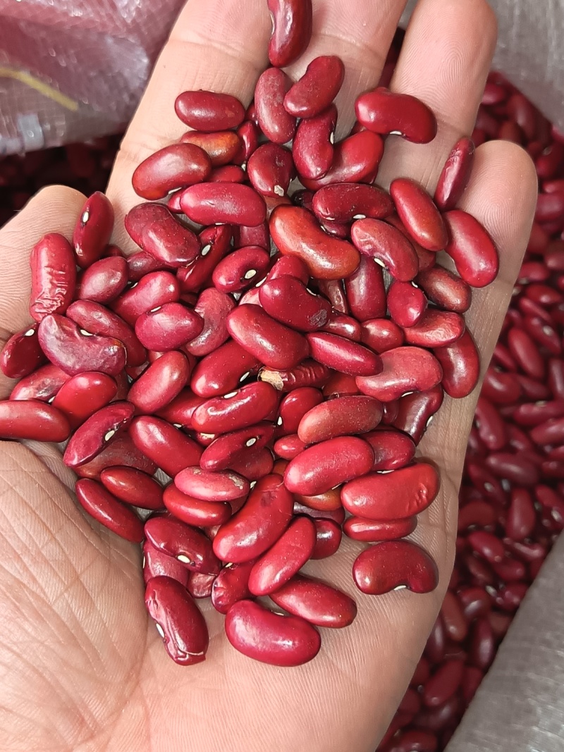 红芸豆红豆罐头馅料八宝粥红芸豆