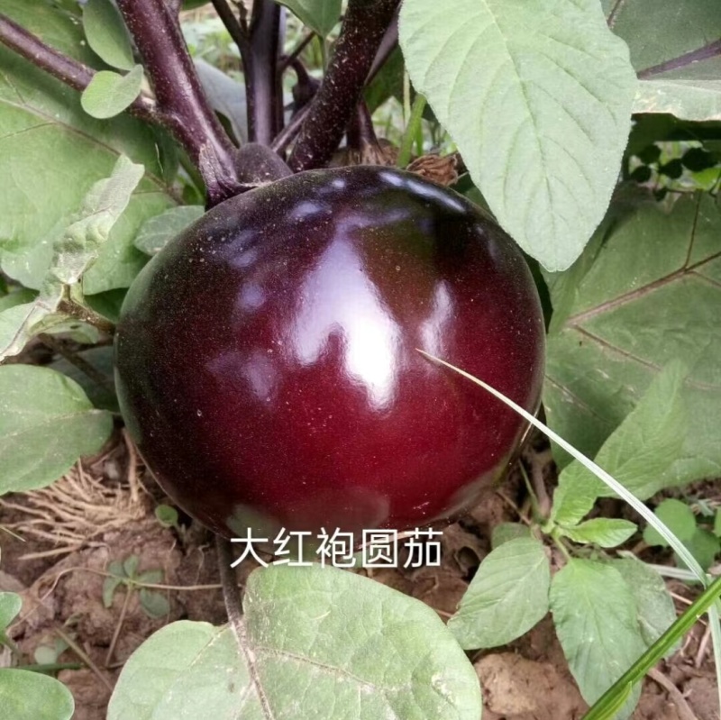 黑宝圆茄苗大红袍嫁接苗紫萼绿萼长茄，线茄绿冠抗病强产量高
