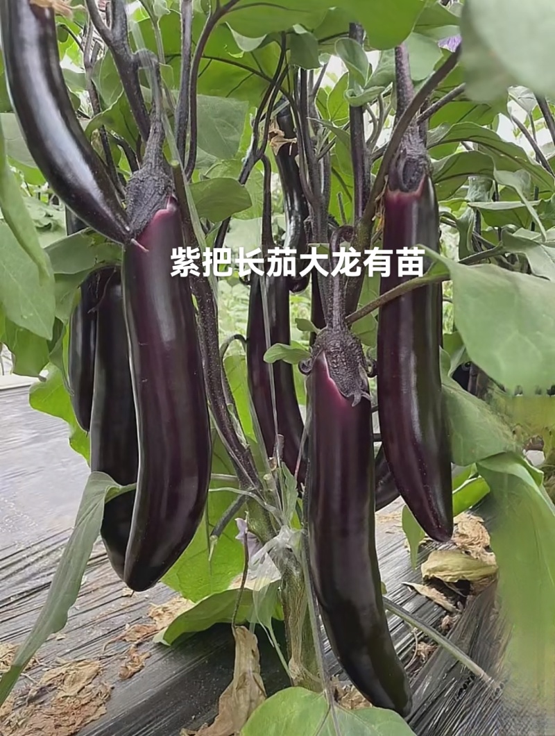黑宝圆茄苗大红袍嫁接苗紫萼绿萼长茄，线茄绿冠抗病强产量高
