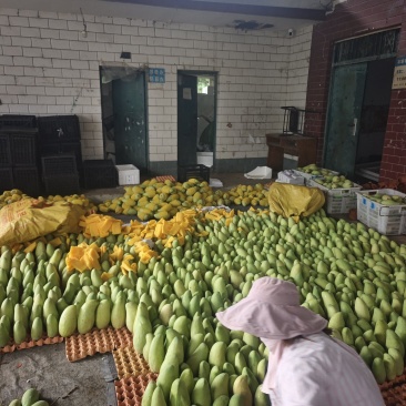 攀枝花米易金煌芒果